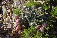 Astragalus platytropis