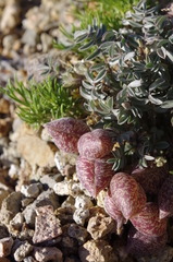 Astragalus platytropis