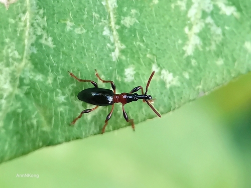 Sweet Potato Weevil