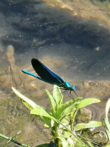 Beautiful Demoiselle