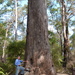 Eucalyptus marginata marginata - Photo (c) Dean Nicolle, μερικά δικαιώματα διατηρούνται (CC BY-NC), uploaded by Dean Nicolle