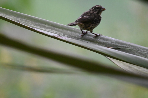 Streaky Seedeater (Crithagra striolata), photo 7