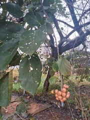 Cordia myxa