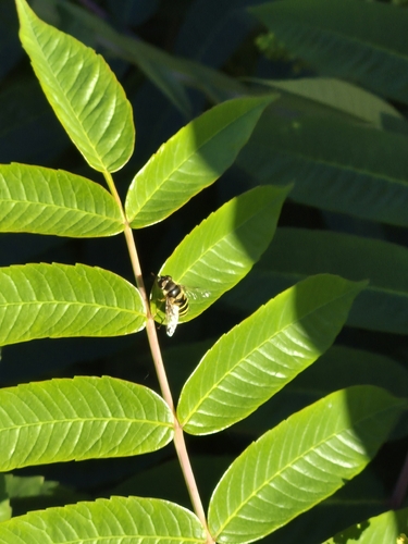 Transverse-banded Flower Fly