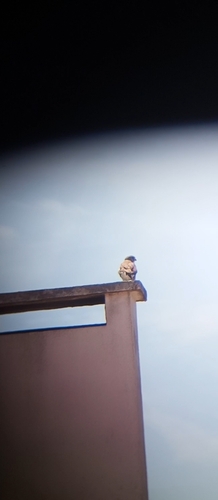 Eurasian Kestrel