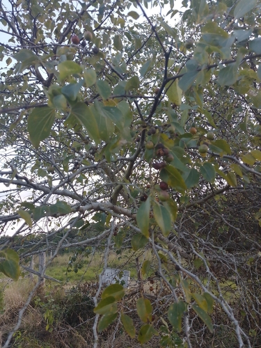 buffalo-thorn
