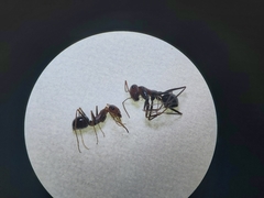 Cataglyphis adenensis