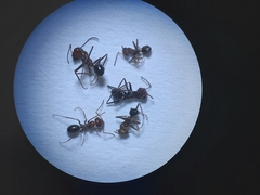 Cataglyphis adenensis