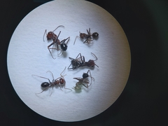 Cataglyphis adenensis