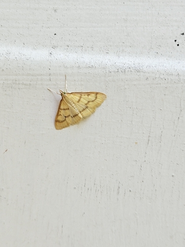 Common Caramel Moth photo 2