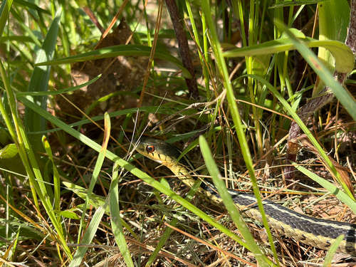 Common Garter Snake