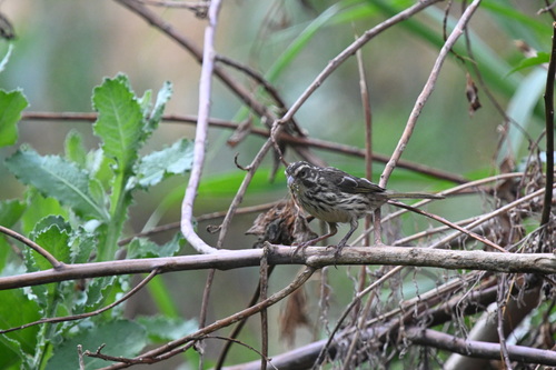 Streaky Seedeater