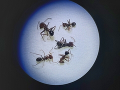 Cataglyphis adenensis