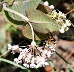Phyciodes phaon phaon