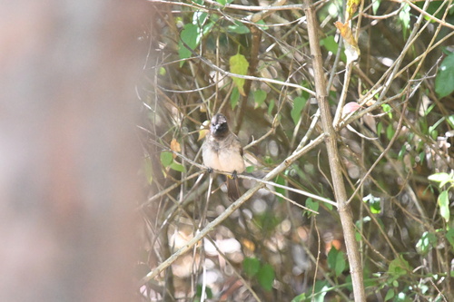 Common Bulbul