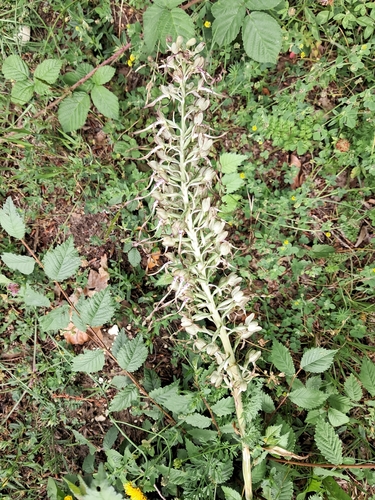 Lizard Orchid