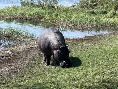 Common Hippopotamus