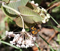 Phyciodes phaon phaon