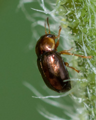 Diachus auratus