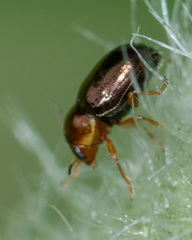 Diachus auratus