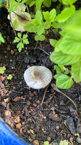 Champignonverwandte