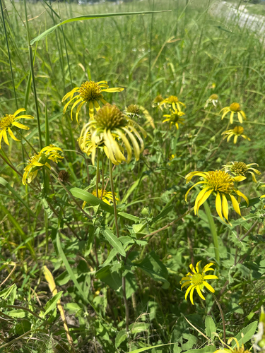Tetragonotheca repanda, photograph 1