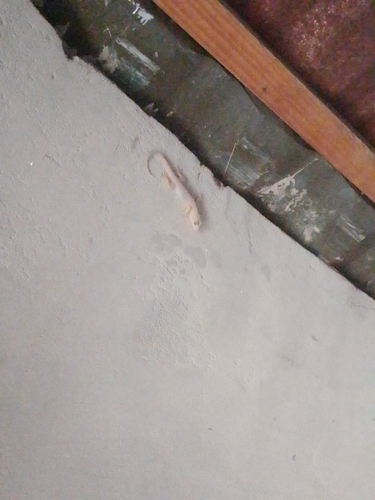 Tropical House Gecko