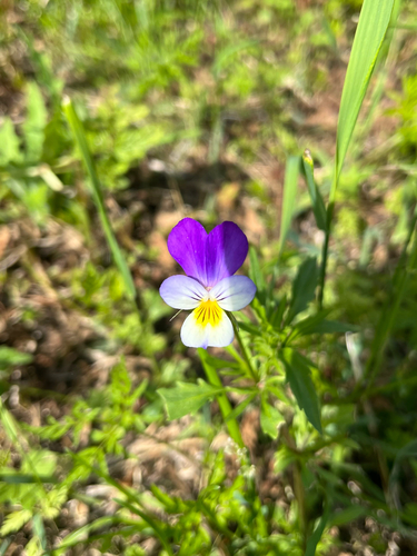 Wild Pansy
