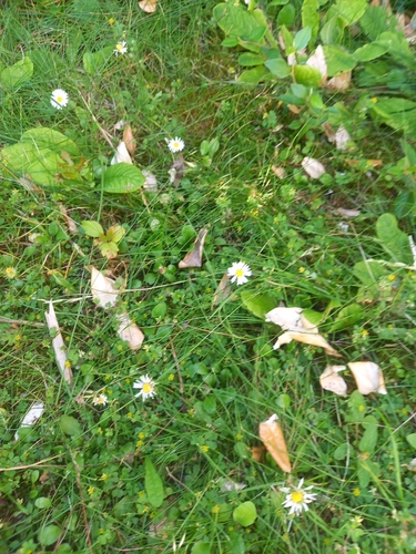 Lawn daisy