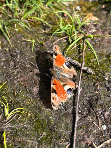European Peacock Butterfly