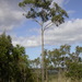 Eucalyptus siderophloia - Photo 由 Dean Nicolle 所上傳的 (c) Dean Nicolle，保留部份權利CC BY-NC