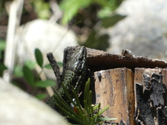 Podarcis muralis maculiventris