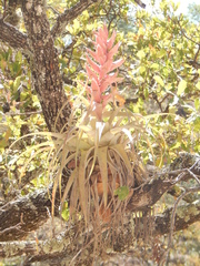 Tillandsia bourgaei