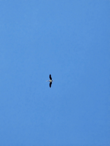 Black Stork