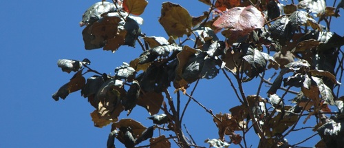 Quercus fulva
