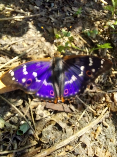 Lesser Purple Emperor