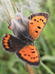 Lycaena phlaeas daimio