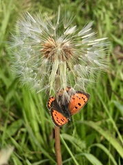 Lycaena phlaeas daimio