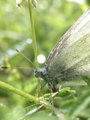 Pieris rapae