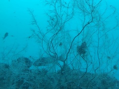 Aplodactylus arctidens