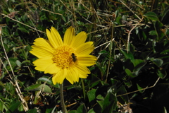 Arnica angustifolia