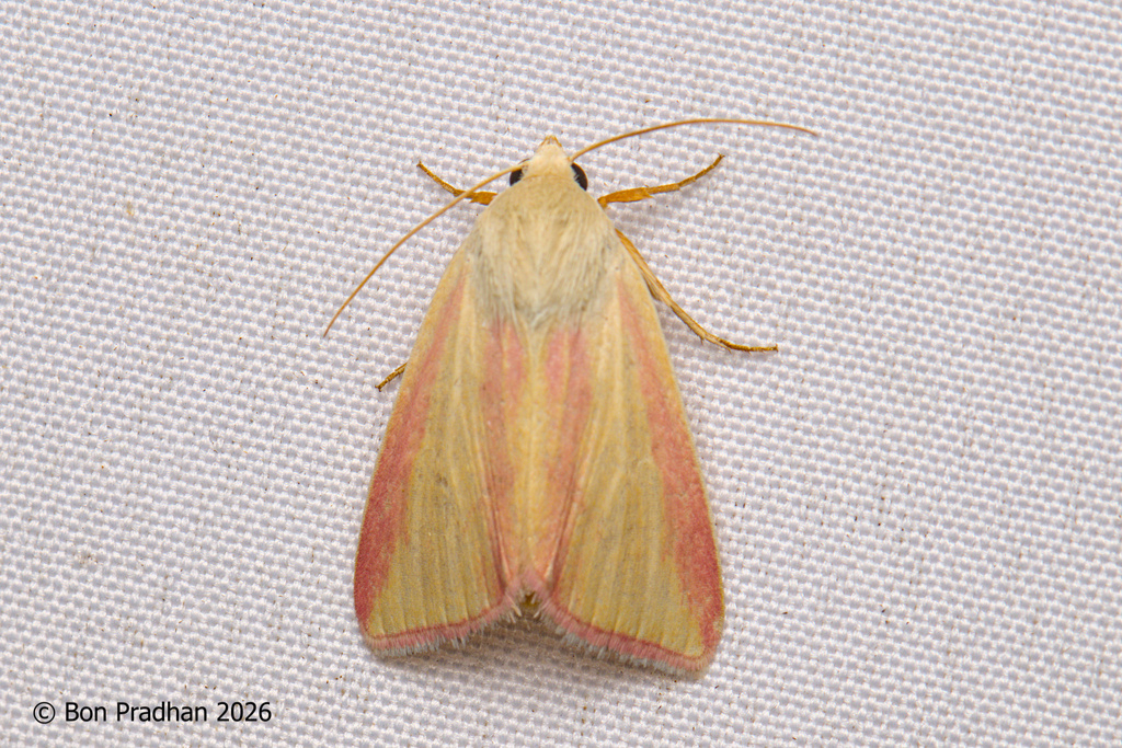Adisura dulcis