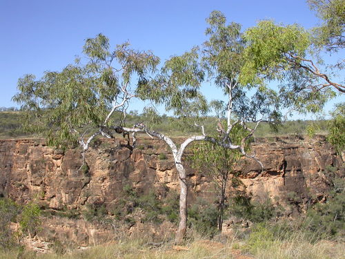 Newcastle Range Bloodwood (Corymbia serendipita)