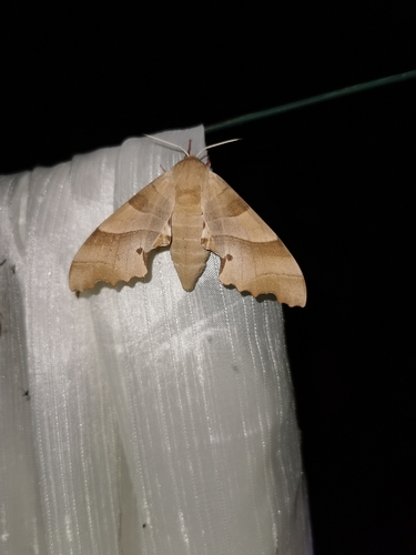 Oak Hawkmoth