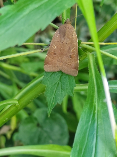 Lesser Yellow Underwing
