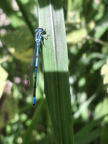Azure Damselfly