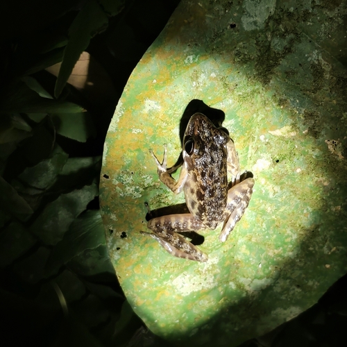 Pulchrana baramica