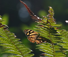 Heteronympha banksii