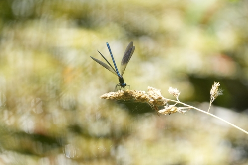 Western Demoiselle