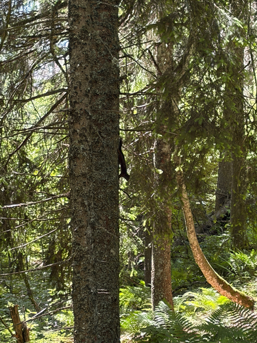 Eurasian Red Squirrel
